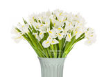 Снежная королева/ирисы белые