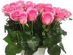 Ревиваль/розы розовые