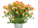 Фиеста Баблс/розы кустовые